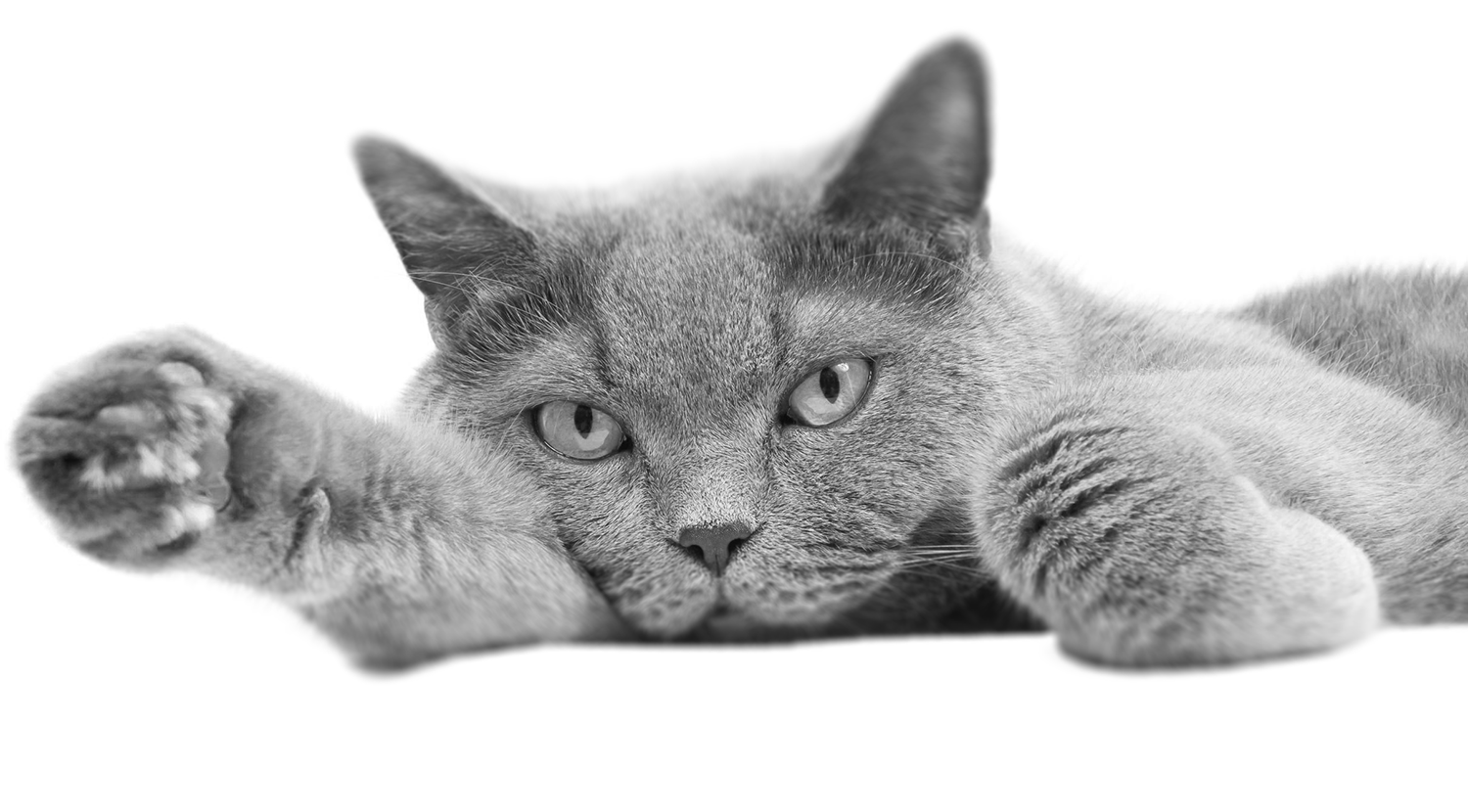 op cat stretching bw.png