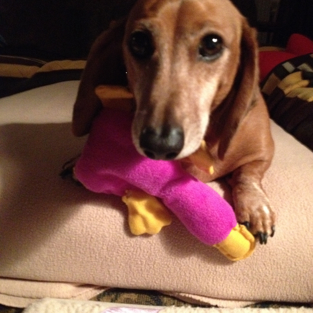 For Oscar, Our Beloved Dachshund