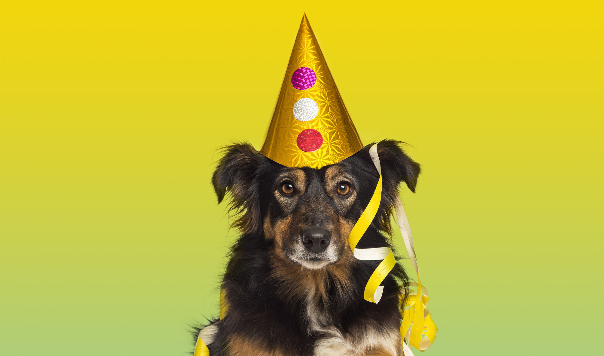 party dog.jpg