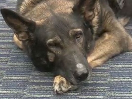 Tampa K9 officer back at work after being doused with acid