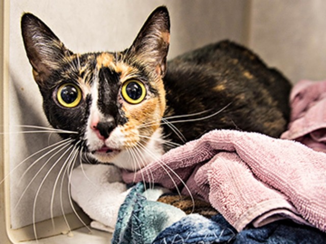 ABC ACTION NEWS: South Tampa house fire kills five cats and a dog, veterinarians treating lone surviving cat