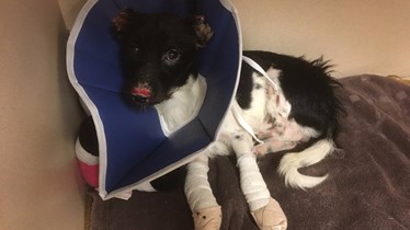 KARE 11 NEWS: Help sought for dog badly burned in fire