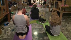 Q13 FOX NEWS SEATTLE WA: Seattleites combine Yoga + Cats for the purrrrfect combination