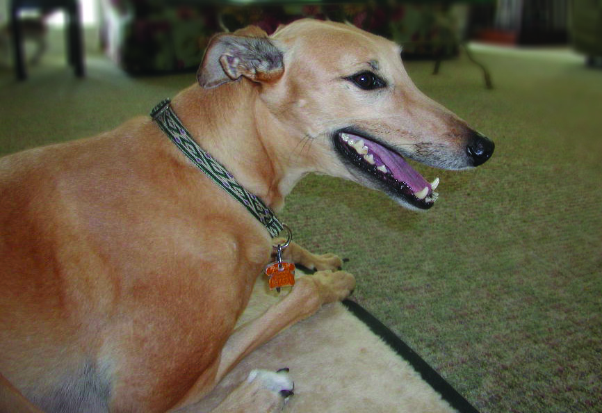 Read About Frankie and Mr. D of the DeBartolo Family in 406 BARK MAGAZINE