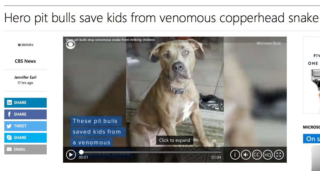 MSN NEWS: Hero pit bulls save kids from venomous copperhead snake