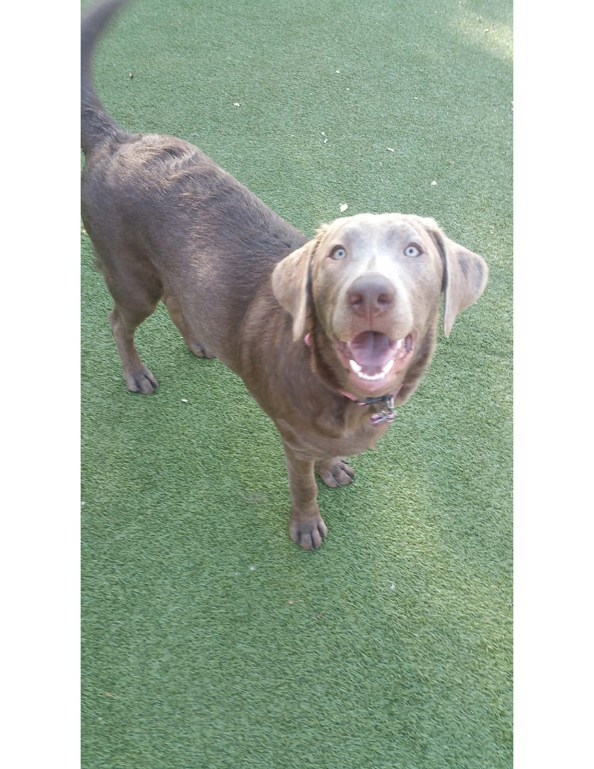 Thank you for Helping Mila with Life Saving Surgery 