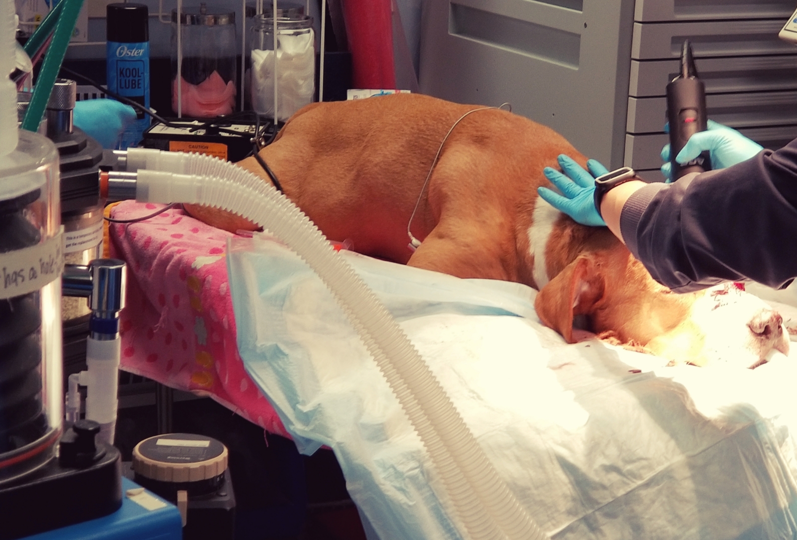 Gnarley Received Life Saving Care After Sustaining Injuries While Protecting His Owner