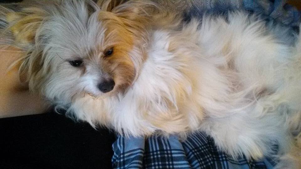 Thank You for Helping Issy, She is a Constant Source of Love and Support