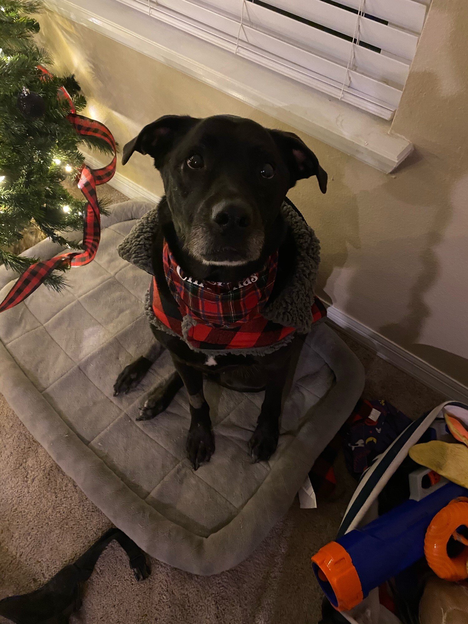 Hiccup in Sweater.jpg