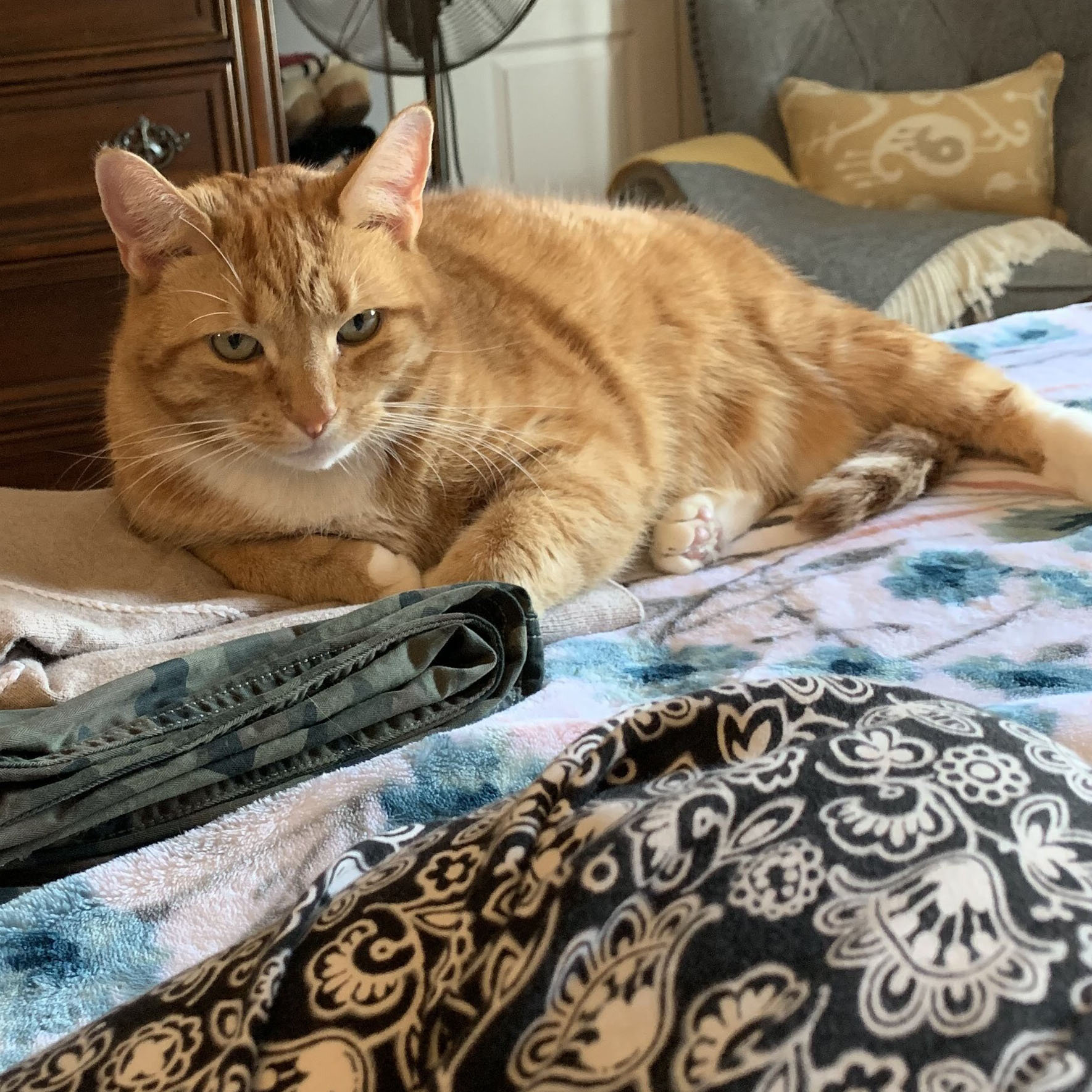 oliver.jpg