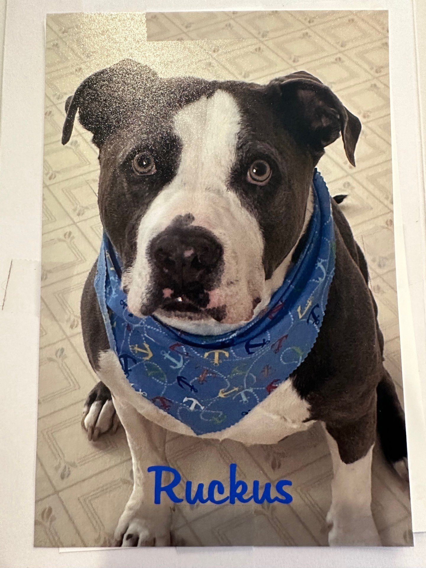 In Loving Memory of Ruckus