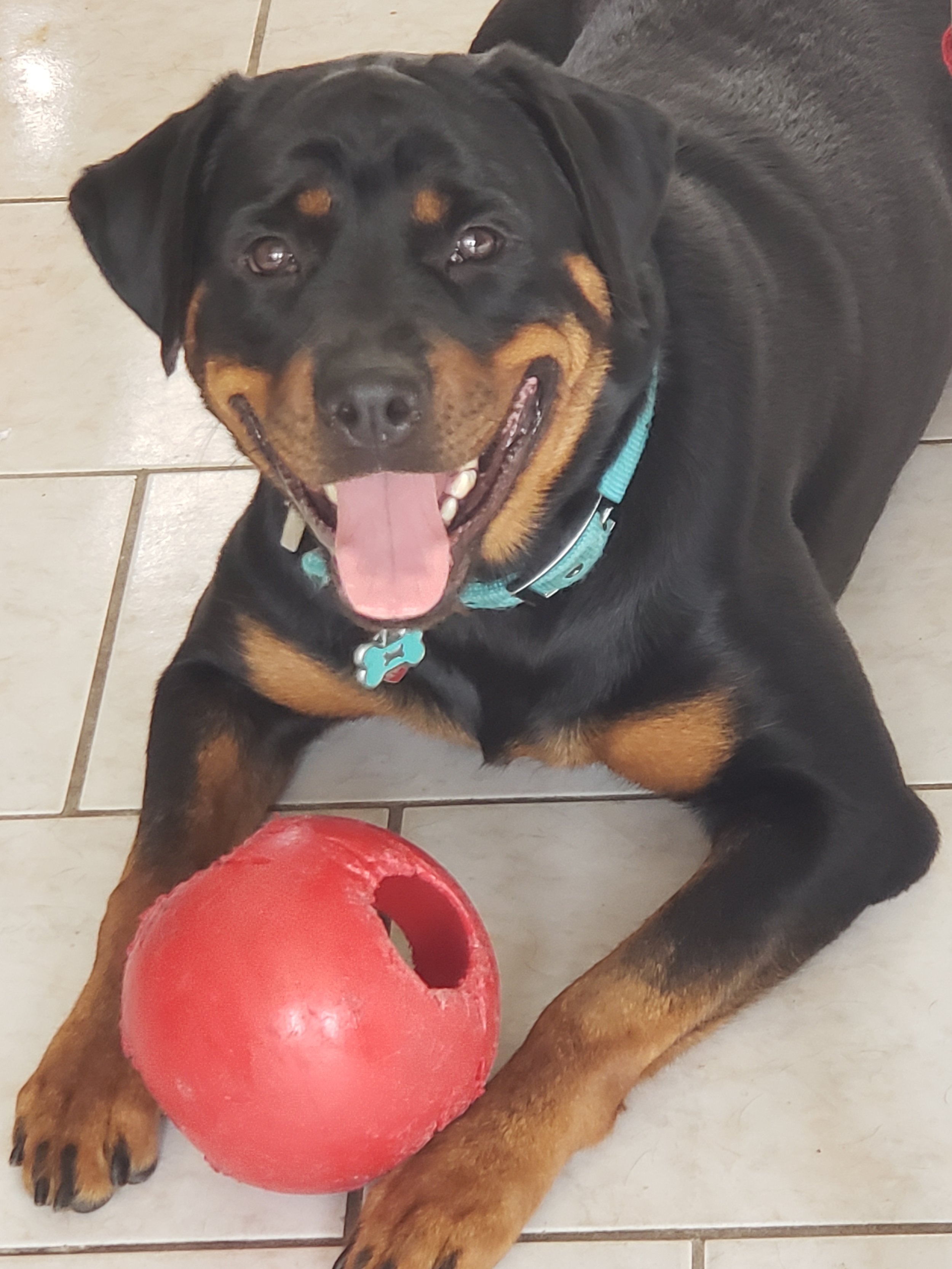 Sapphire is my princess, friend, companion and most of all my puppy. &nbsp;I love her so much.