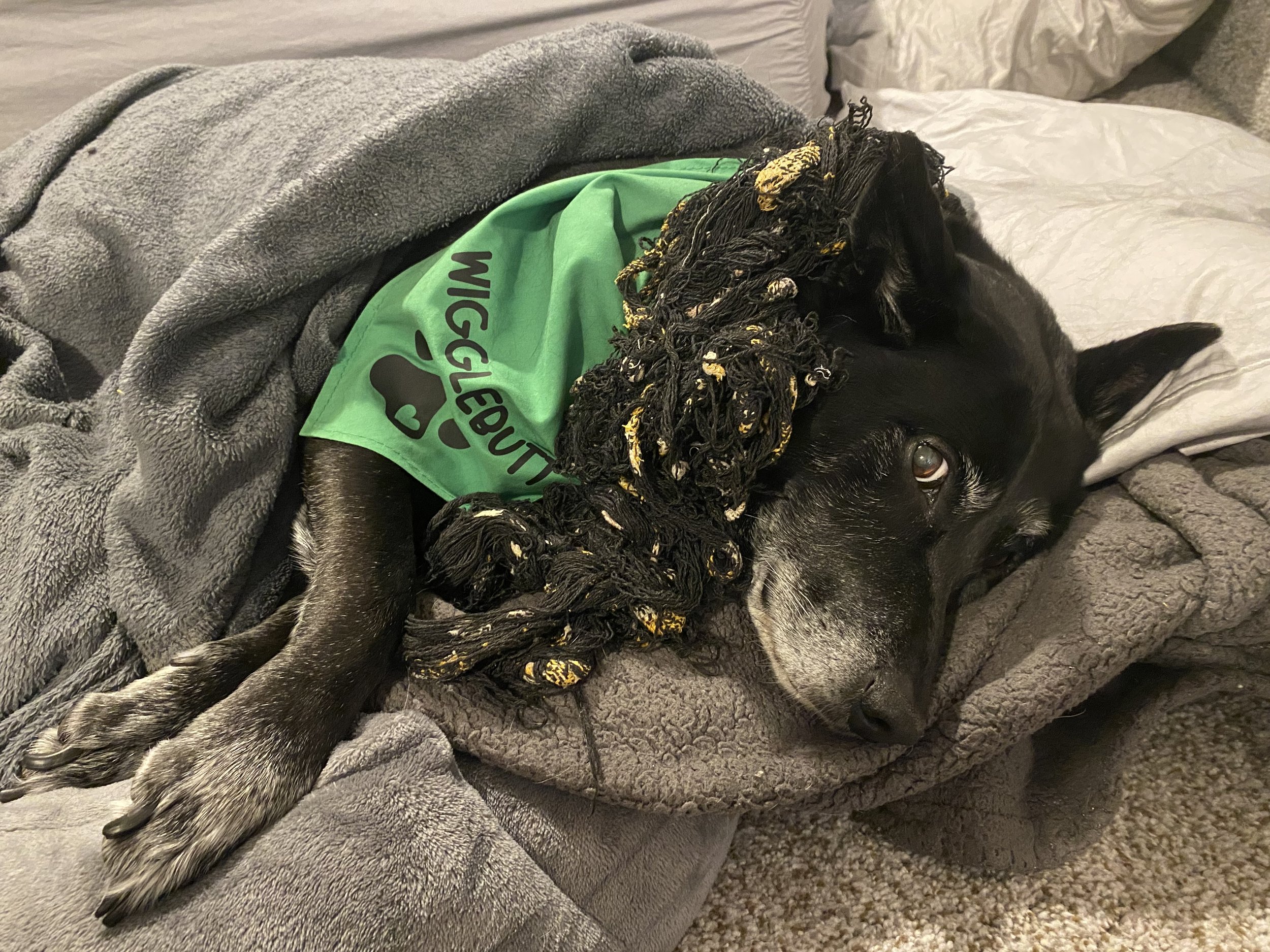 Echo Blankets.jpeg