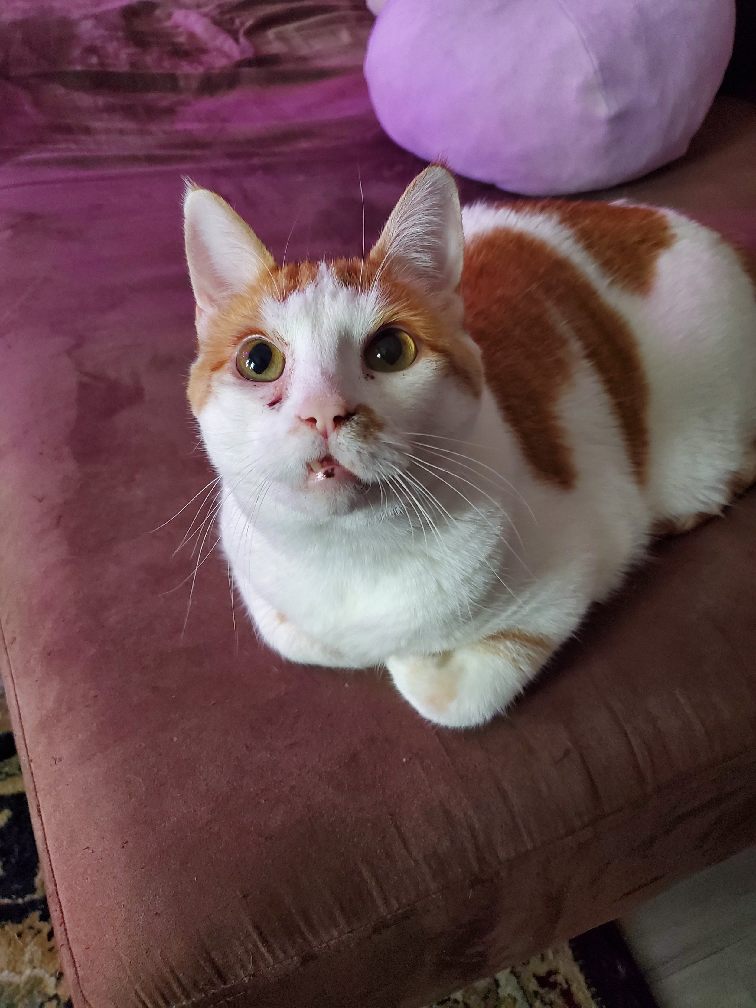 Thank you so much for helping me save my sweet boy Picard.