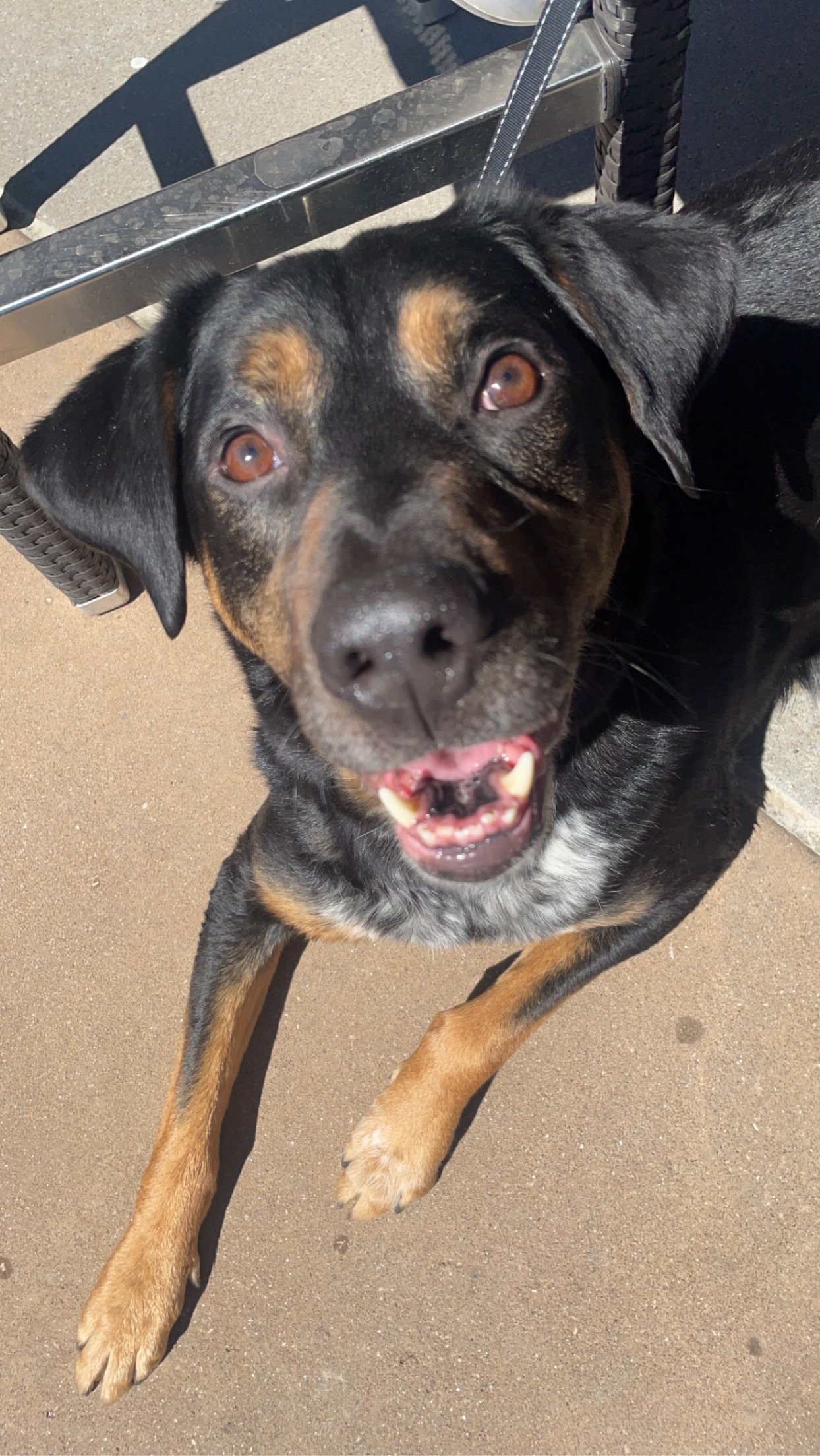 Words cannot thank you enough for your generous donation to save my best friend Moose's  life! 