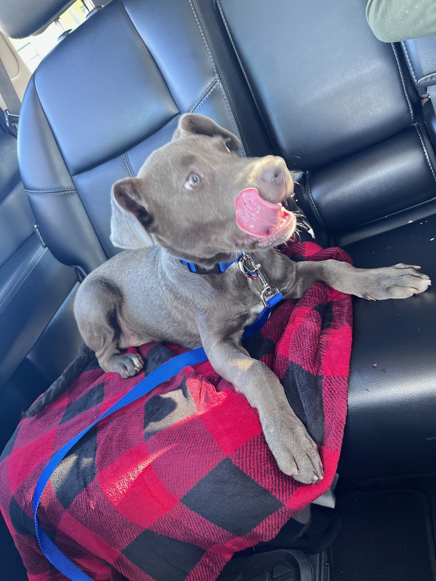 As his first pet, Axel holds a special place in his heart; their bond is extraordinary and integral to my son's daily life.