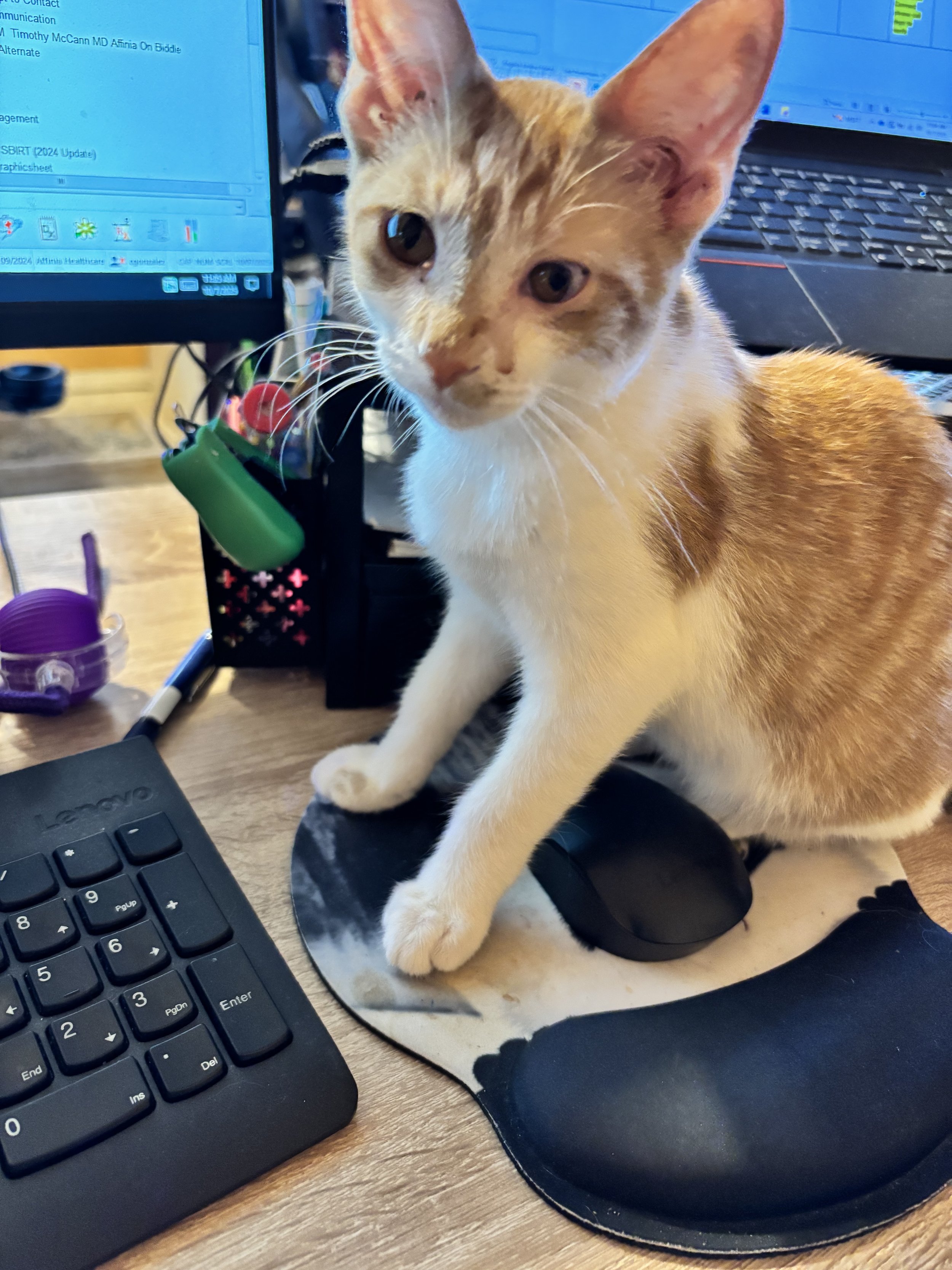 Thank you for caring about pets like Petunia.